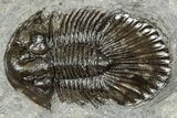 Detailed Scabriscutellum Trilobite - Morocco #359138-1